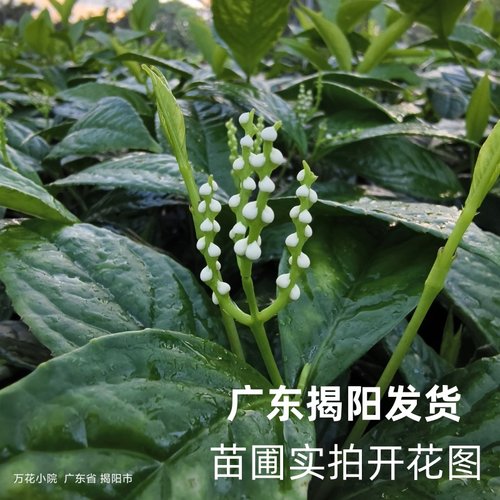 多年生草本客厅珠兰花