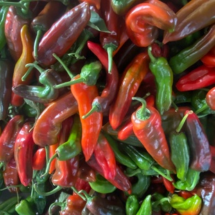 辣椒新鲜花辣椒农家自种青椒红椒黄紫辣椒牛角炒菜虎皮椒大菜椒