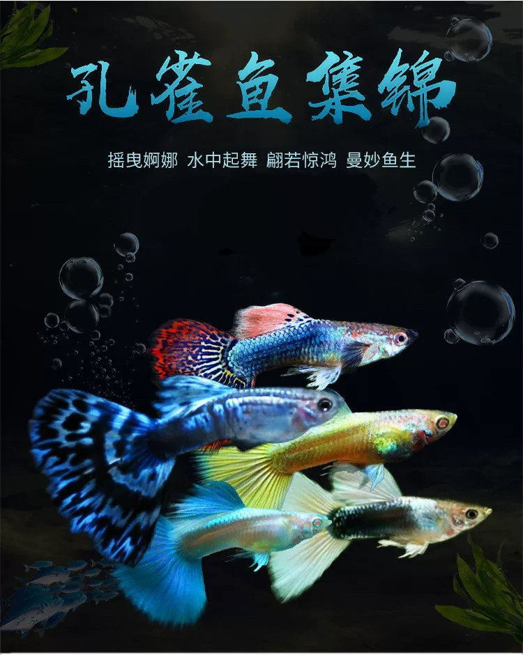 观背孔雀鱼下崽狂魔鱼好养好看小型热带鱼微景观茶桌养青空限时