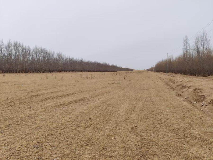 通辽市扎鲁特旗鲁北镇道德村63亩林地使用权及地上林木