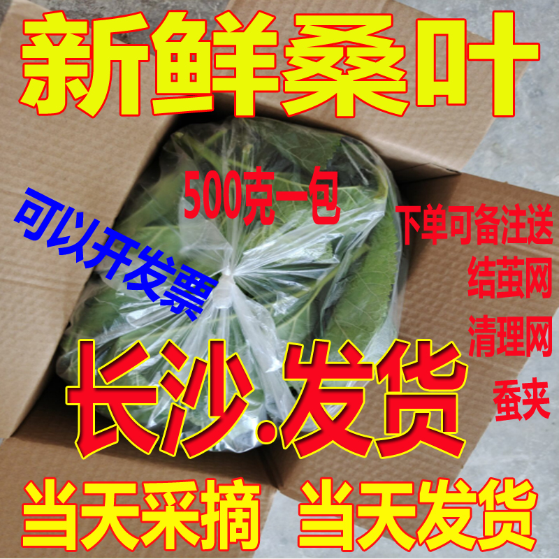 新鲜桑叶包邮大小鲜嫩饲料1000克