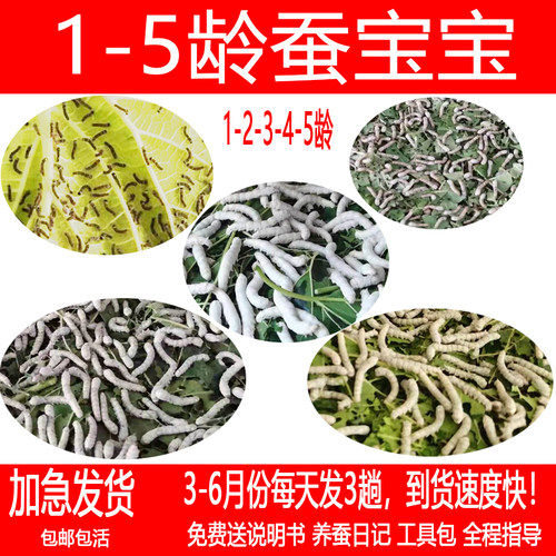 长沙蚕宝宝蚕卵新鲜特嫩桑树叶口粮食物蚁蚕12345龄学生养蚕套餐