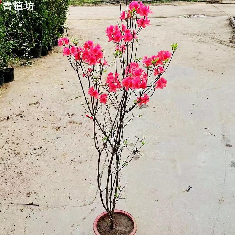 映山红树苗抗寒开花杜鹃花