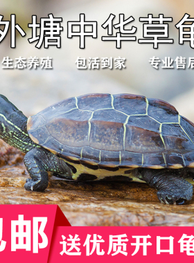 中华草龟家养小乌龟活物外塘宠物观赏水龟金线龟巴西墨龟大草龟苗