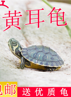 深水龟纯种黄耳龟苗小乌龟活物鱼缸混养观赏宠物龟吃粪龟清洁缸龟