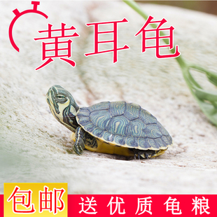 深水龟纯种黄耳龟苗小乌龟活物鱼缸混养观赏宠物龟吃粪龟清洁缸龟