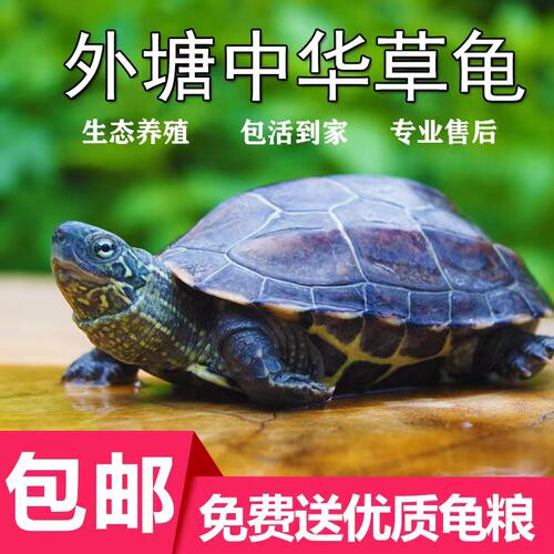 外塘中华草龟宠物龟金线龟