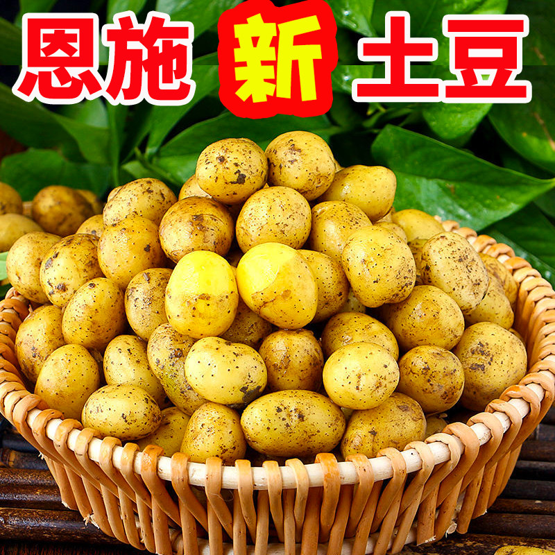 恩施富硒烧烤小土豆新鲜现挖黄心土豆当季蔬菜迷你马铃薯湖北洋芋