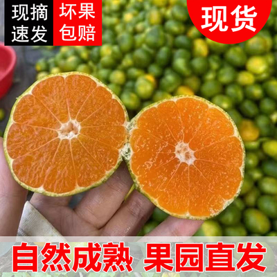 江西蜜桔柑橘赣南寻乌蜜橘10斤皮薄无籽橘子当季新鲜水果现摘现发