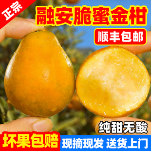 正宗广西融安脆蜜金柑金桔第三代大金桔5A果王 顺丰包邮产地直发