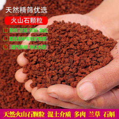 多肉兰花绿植绿植火山石实惠好用