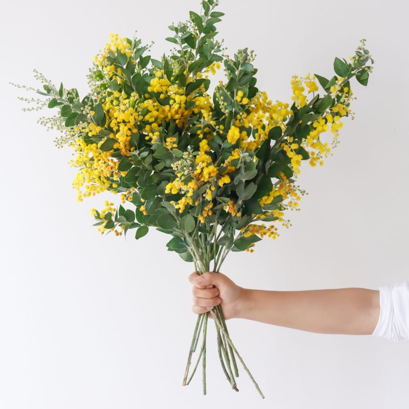 云南直发银叶金合欢鲜花