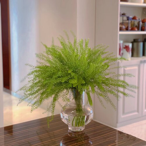 绿玲草配草云南直发水养插花