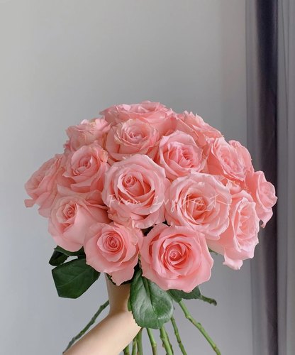 云南直发玫瑰鲜花红玫瑰