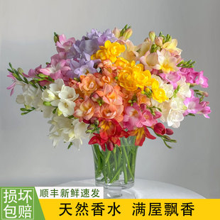 香雪兰鲜花新鲜带香味水培插花云南基地直发小苍兰鲜切花家居插花