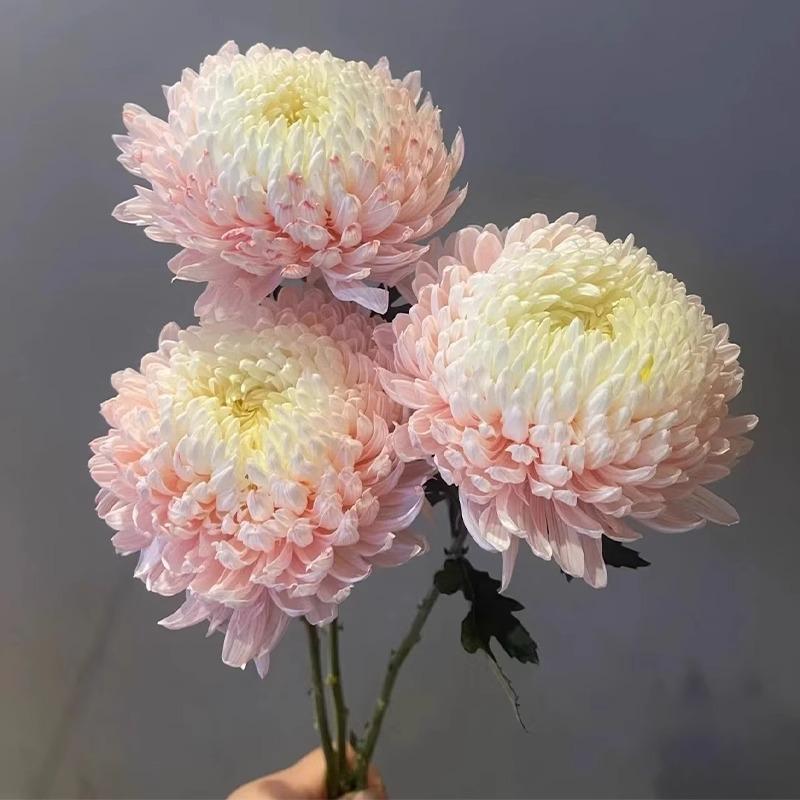 牡丹菊青花瓷超长花期