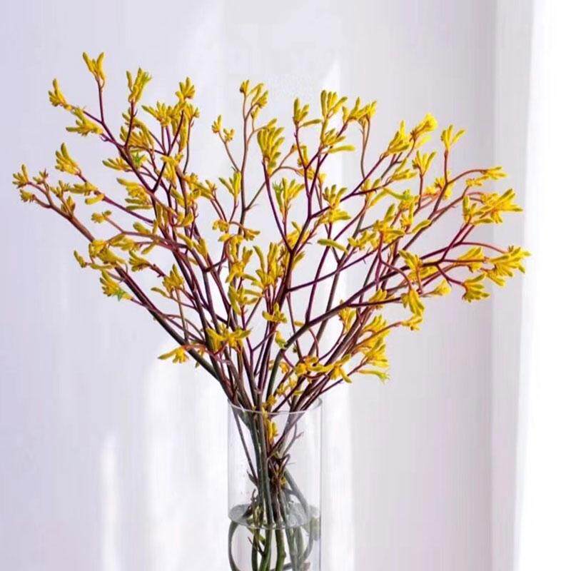 袋鼠爪鲜花云南直发水培花期长