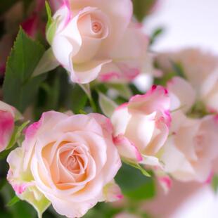 A级折射玫瑰鲜花家庭室内 水培真花插花高端玫瑰花鲜切花云南直发