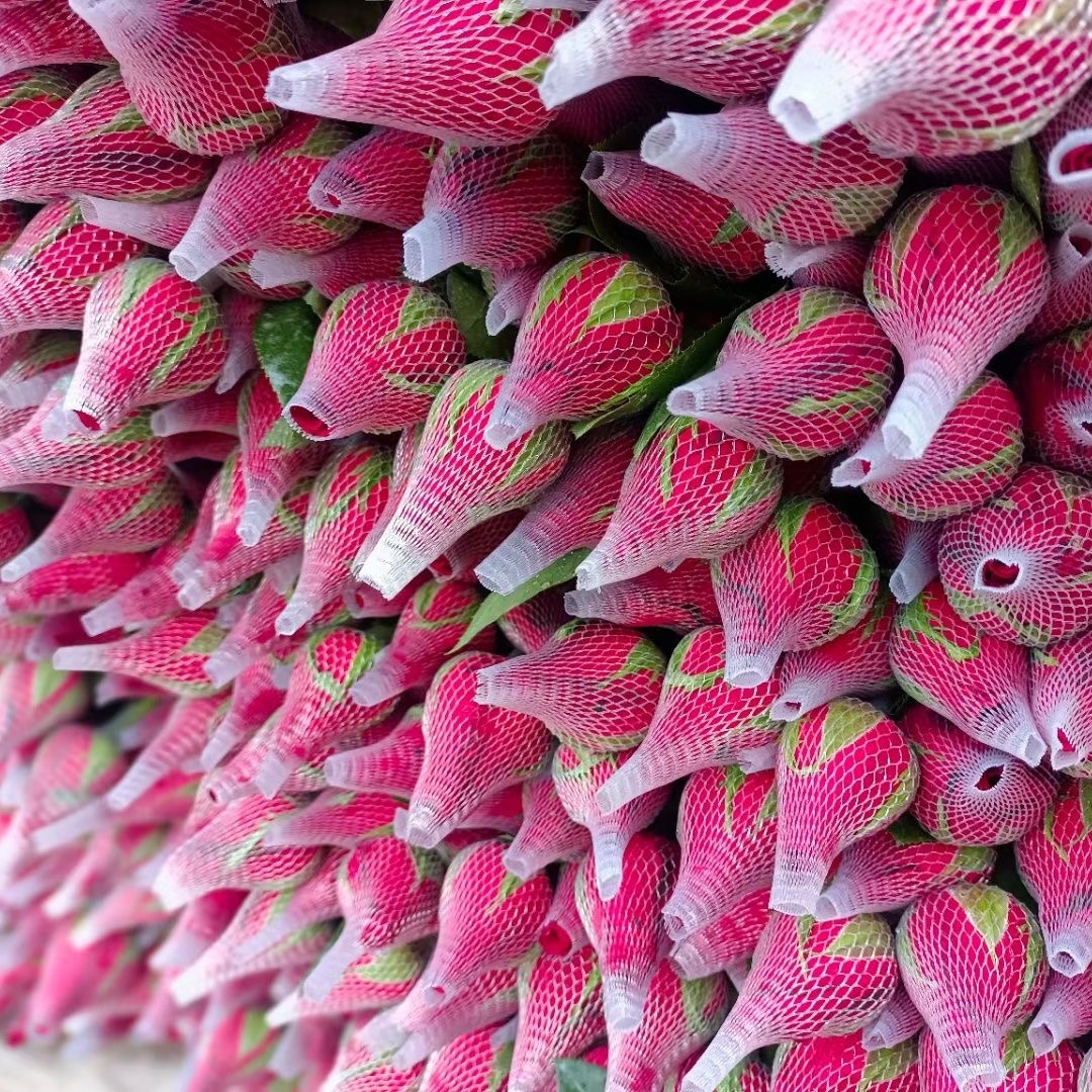 红玫瑰100朵单支花束花束