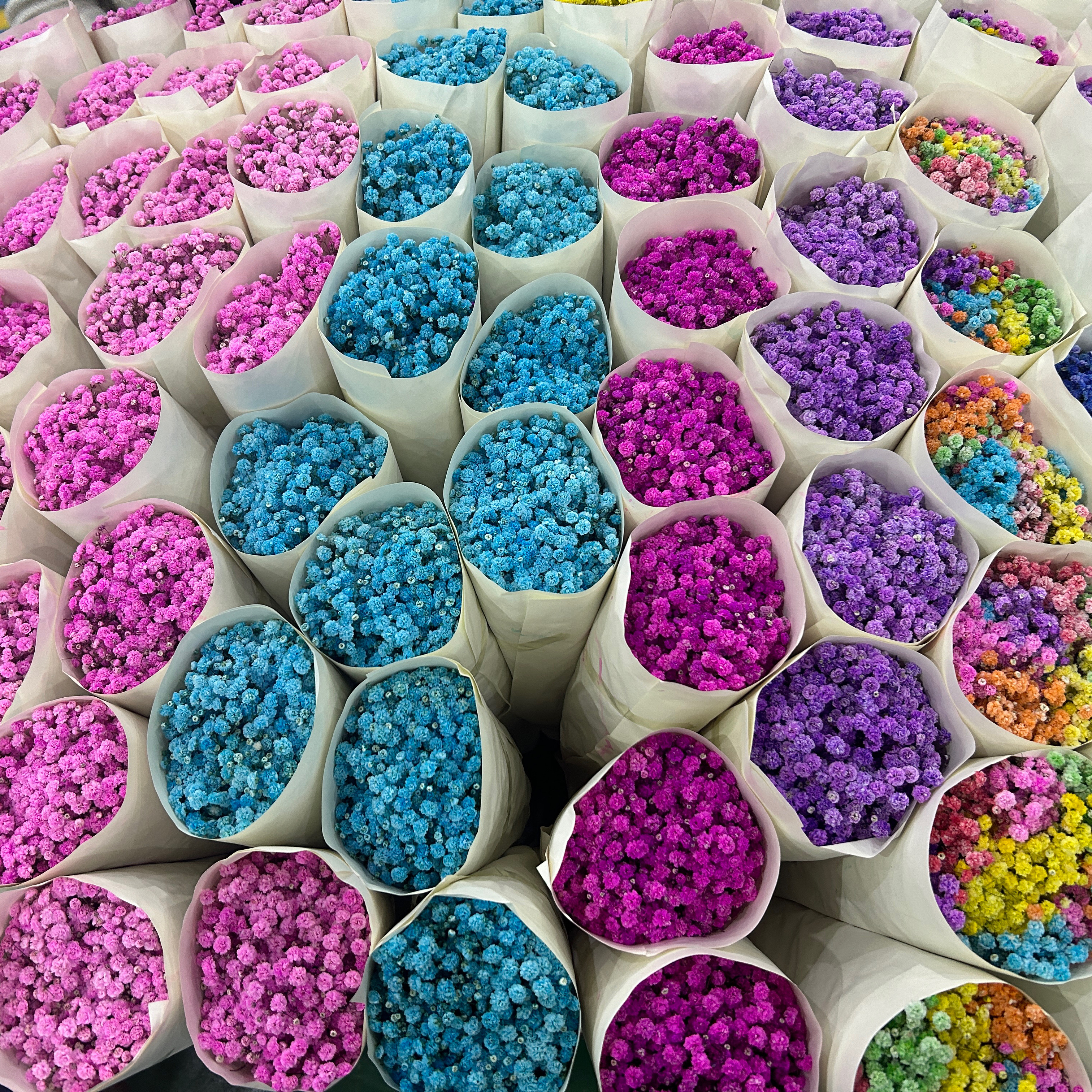 满天星鲜花云南直发可做干花图片