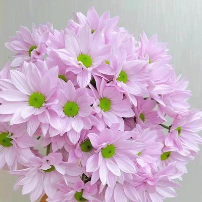 粉色小雏菊鲜花绿植花束