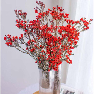 澳洲腊梅鲜花鲜花云南直发平头澳梅粉色重瓣澳梅插花水培鲜切花束