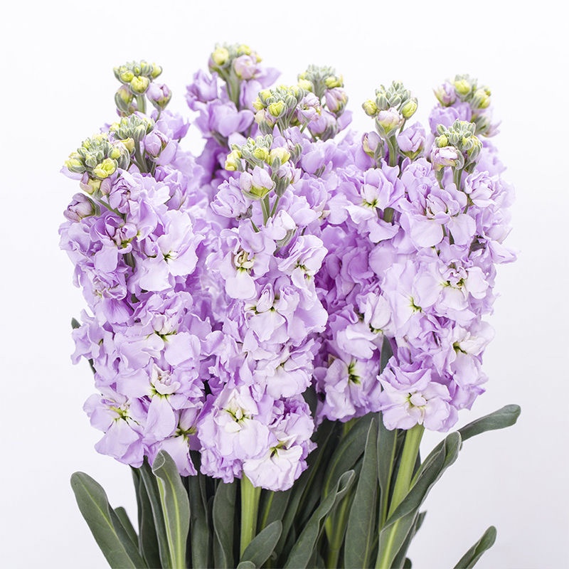 紫罗兰鲜花真花云南直发客厅装饰送礼物送女朋友礼物家庭水养插花