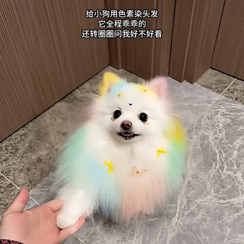 宠物狗毛发染发剂不伤一