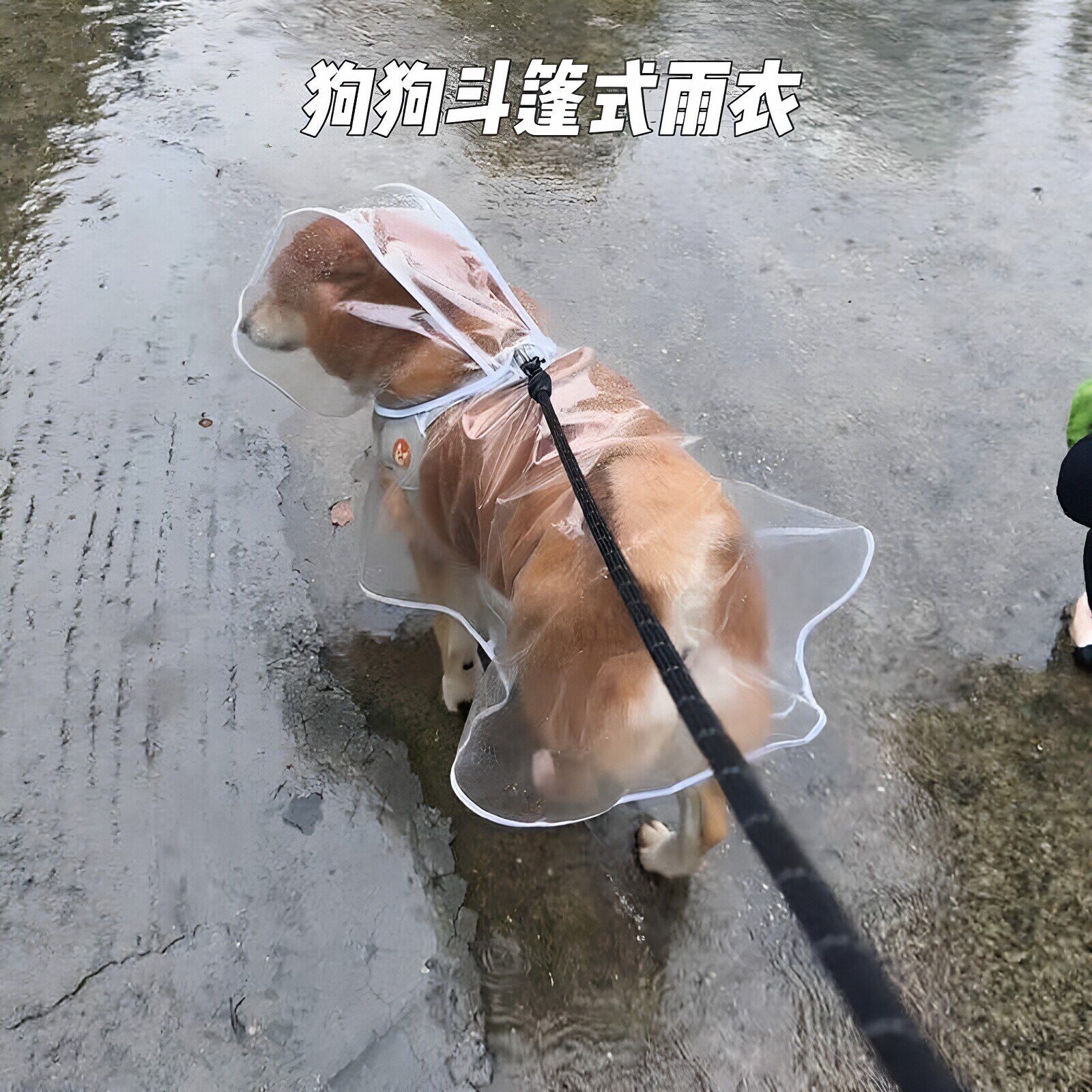 【下雨天也遛狗】柯基专