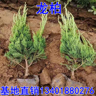 小龙柏苗四季常绿日式庭院风景树龙柏树苗室外龙柏球绿化绿篱植物