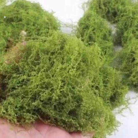 仿真丛林苔藓仿生青苔微景观假草坪草皮橱窗造景苔藓丝线款,鲜花速递/花卉仿真/绿植园艺,仿真绿植,淘宝优惠券,粉丝福利购,淘宝优惠卷