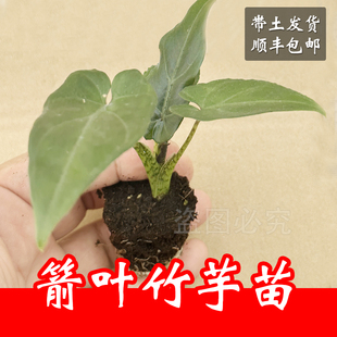 【顺丰包邮】箭叶竹芋苗观叶植物盆栽阳台室内客厅网红盆栽绿植