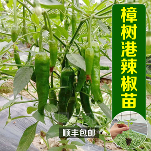 【顺丰包邮】正宗樟树港辣椒苗 本地椒东莞地现摘现发 存活率高