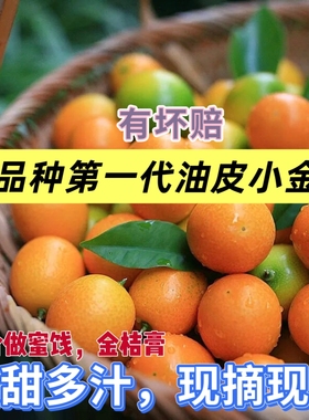 广西老品种止咳油皮小金桔当季新鲜现摘酸甜孕妇水果麻嘴黄皮橘子