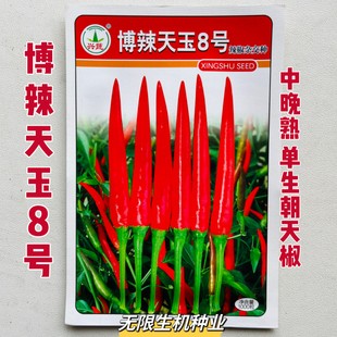 正品博辣天玉8号朝天椒种子红尖椒种子中晚熟单生指天椒种籽春秋