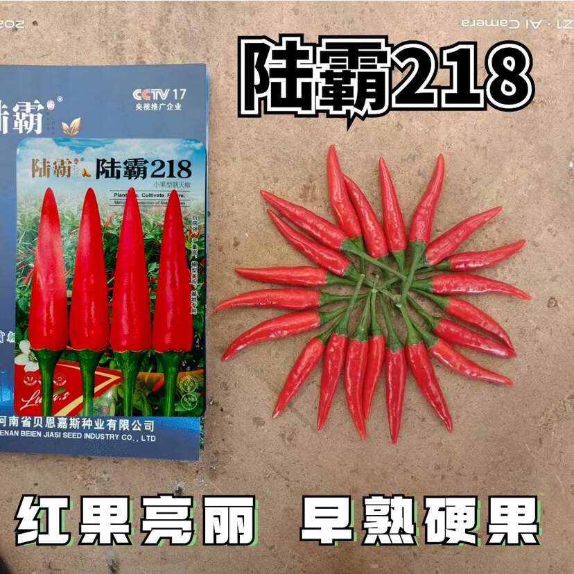 陆霸218朝天椒种子小果型杂交一代硬度好单生指天椒春秋播红尖椒