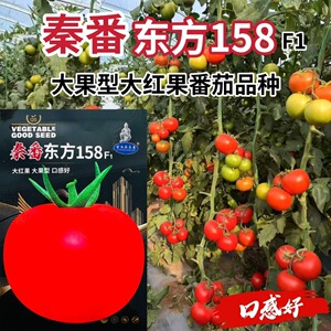 秦番东方158番茄种子大红果番茄西红柿种子大果型口感好大红番茄