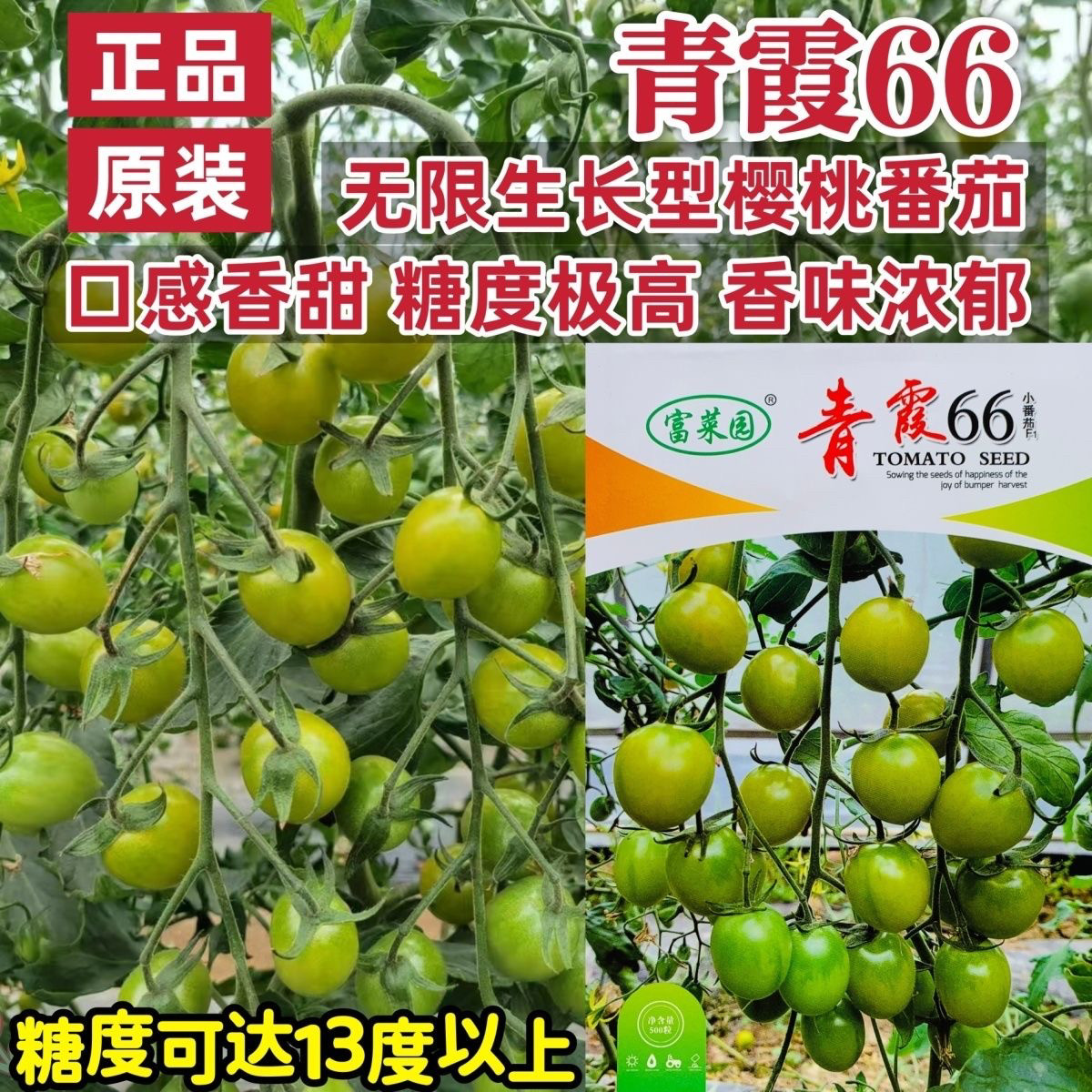 富菜园青霞66小番茄种子超甜樱桃番茄种籽香甜浓郁抗病早熟圣女果