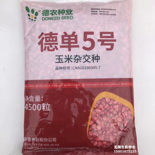 德农德单5号玉米种子大棒高产抗病黄玉米饲料玉米春季大田玉米种