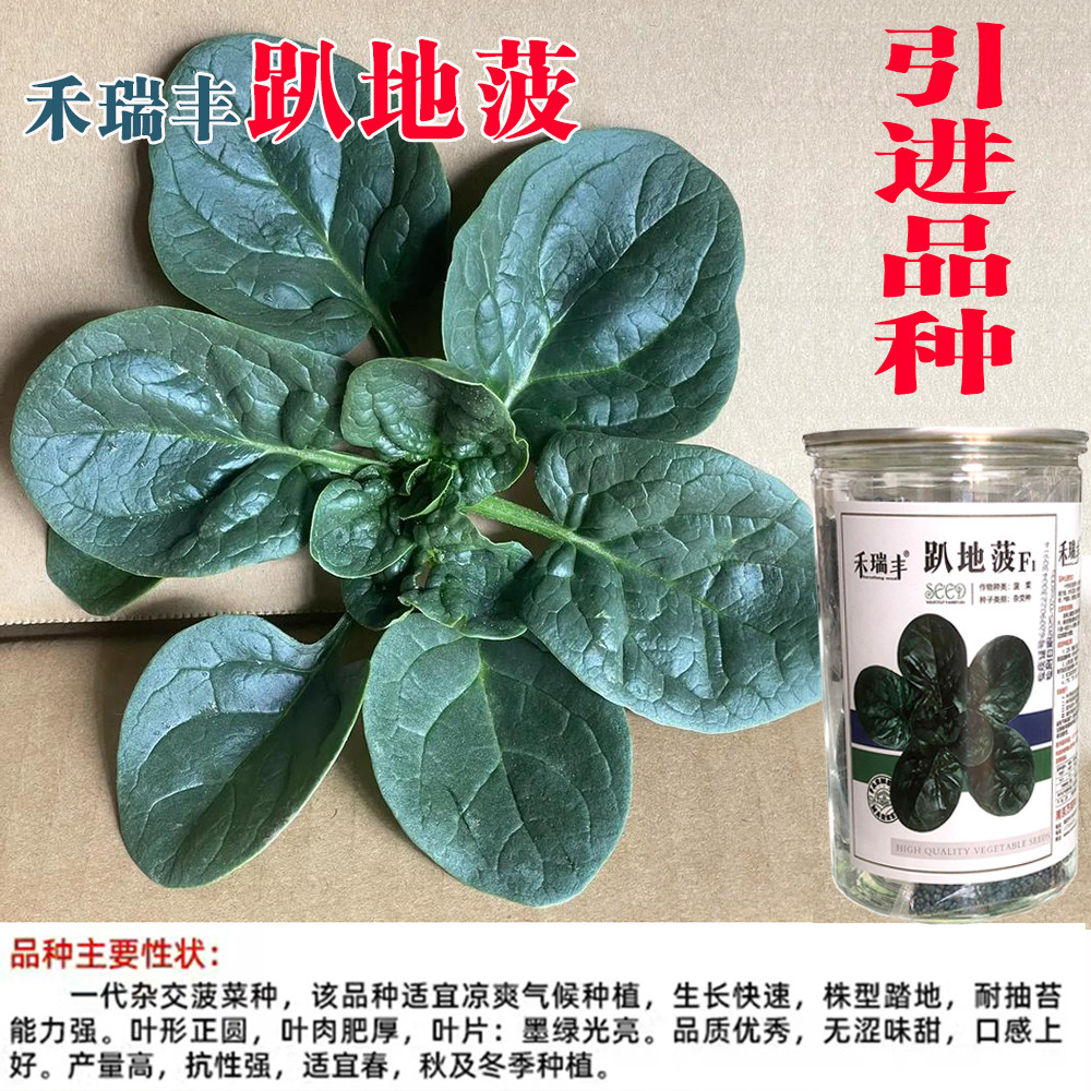 趴地菠菜种籽踏地菠菜种子春秋冬季耐寒蔬菜越冬波菠菜种籽孑正品