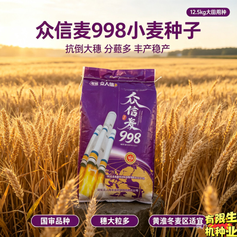 众信麦998国审小麦种子 半冬性抗倒伏大穗丰产大田小麦种籽12.5kg