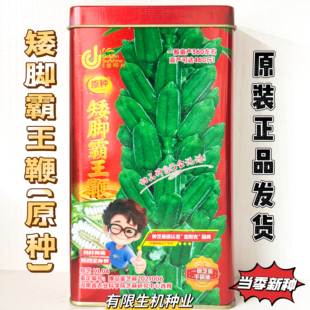 原种矮脚霸王鞭白芝麻种子矮杆高产抗病抗倒伏芝麻种籽原装正品