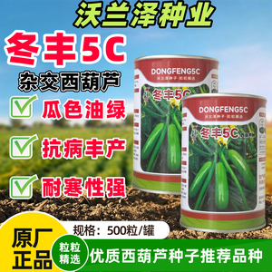 冬丰5C西葫芦种子罐装耐寒早熟油亮绿长西葫芦秋冬大棚蔬菜种籽