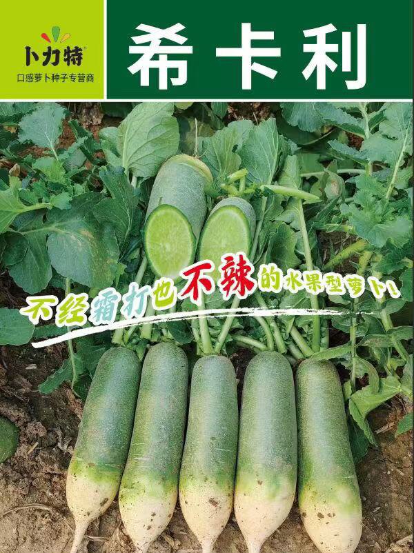 卜力特希卡利水果型甜脆萝卜种子肉质甜脆汁水足不辣萝卜种籽正品