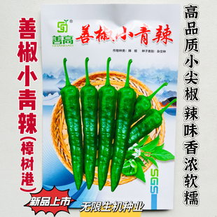 善椒小青辣樟树港椒种子高品质小尖椒种籽早熟高产辣味浓软糯香辣