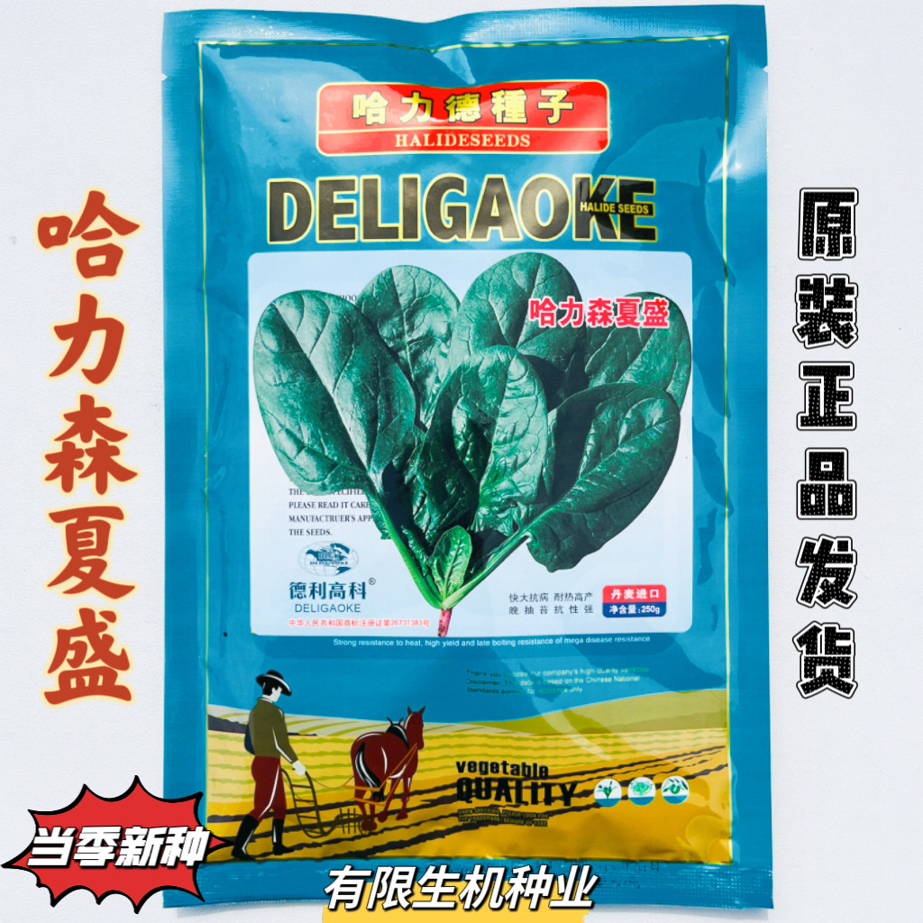 哈力森夏盛菠菜种子进口耐热耐抽苔抗病高产大田用种农家春秋季播
