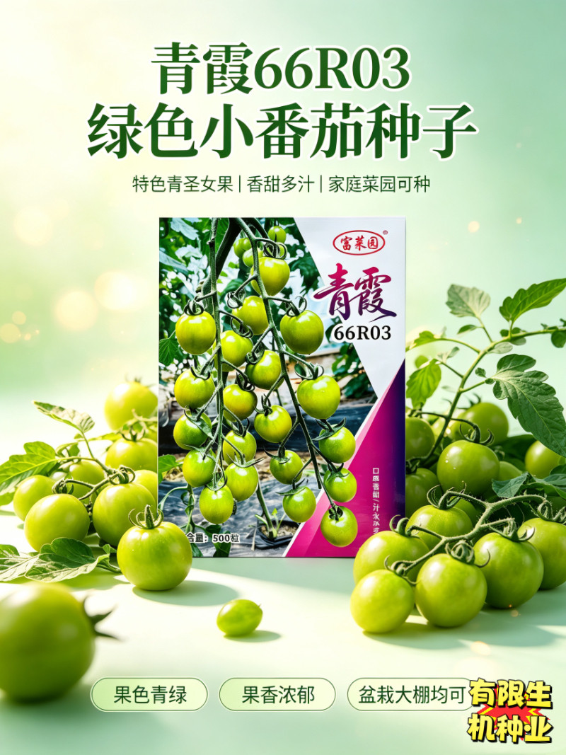 青霞66R03绿小番茄种子 特色青圣女果籽阳台庭院四季种植小西红柿