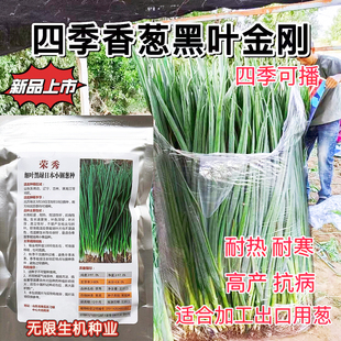 荣秀细叶黑绿日本小钢葱种子四季香葱黑叶金钢葱种籽高产抗病耐热