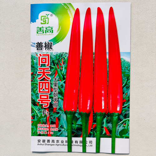 善椒 问天四号大果朝天椒种子早熟高产大果型辣椒种籽春秋播蔬菜