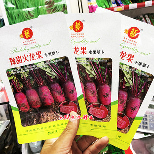 豫甜火龙果水果萝卜种子进口萝卜种籽春秋季播种优质红皮红心罗卜